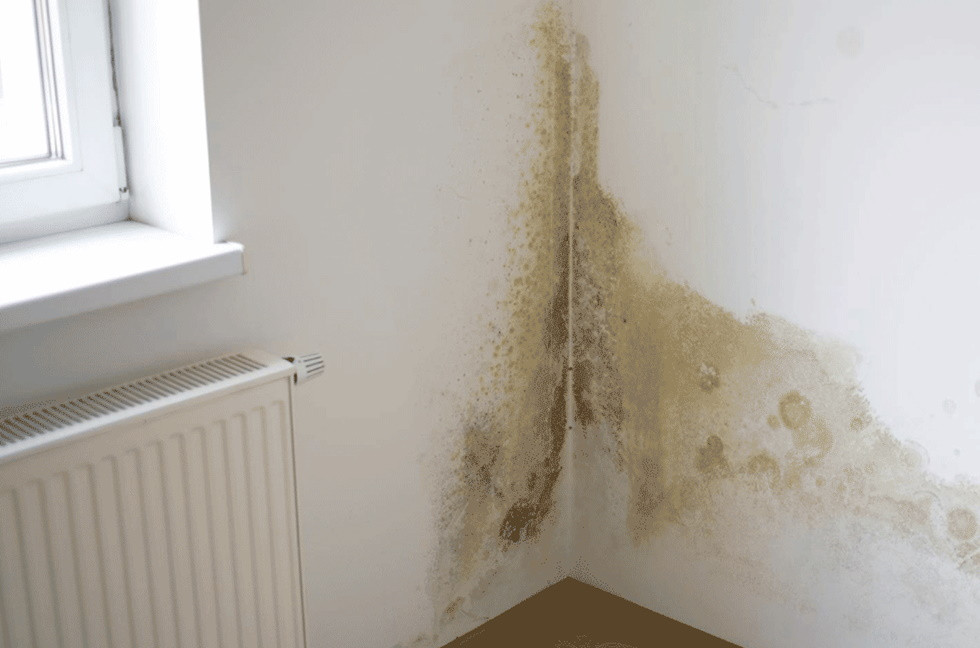 Mucegaiul în casă: când problema pornește de la fundație, nu de la ventilație