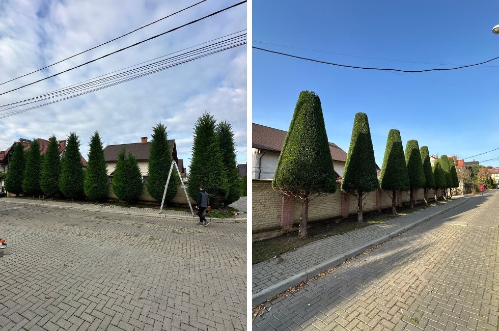 Ce trebuie să faci toamna pentru ca plantele din curte să treacă cu bine peste iarnă