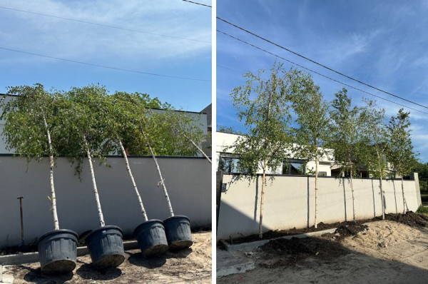 Plantarea arborilor decorativi toamna. Recomandările specialiștilor