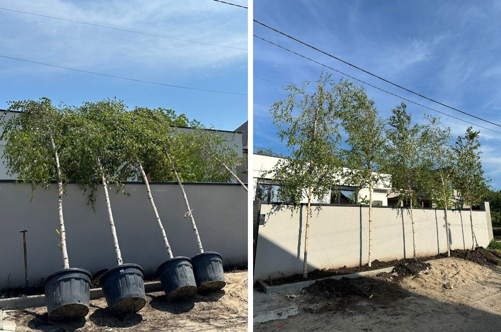 Plantarea arborilor decorativi toamna. Recomandările specialiștilor