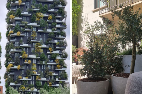 Plante pentru balcon și terase