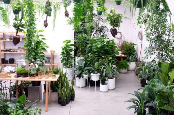 Где купить комнатные растения в Кишиневе? Контакты магазинов